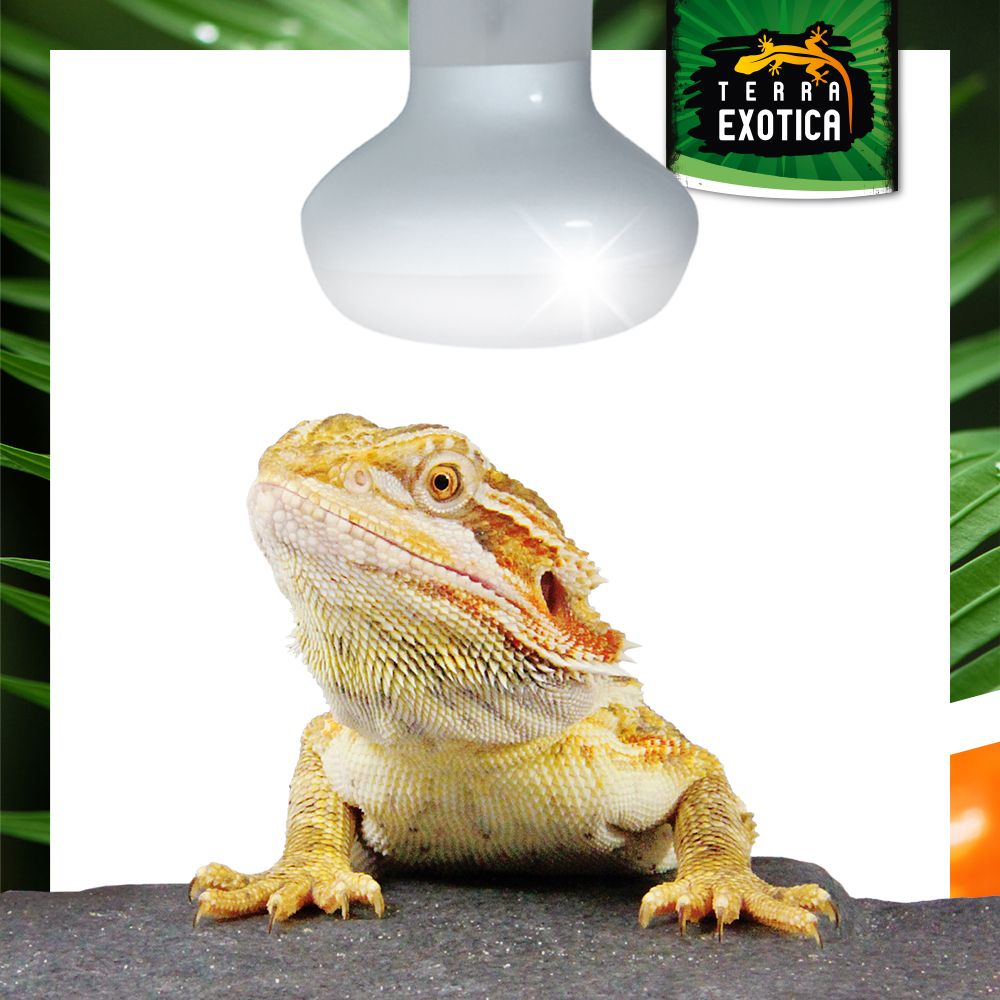 Heat Spot - 25-150 Watt